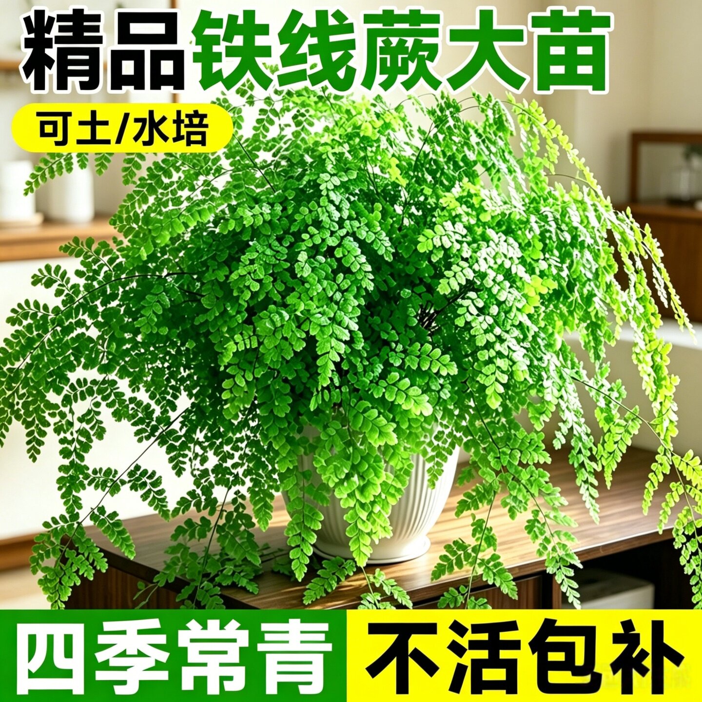 铁线蕨盆栽室内办公室桌面耐阴好养铁丝草阳台易活常绿观叶绿植物
