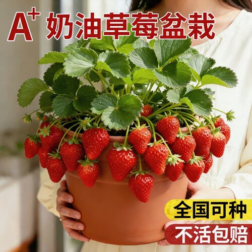 红颜奶油草莓盆栽带盆带土四季果