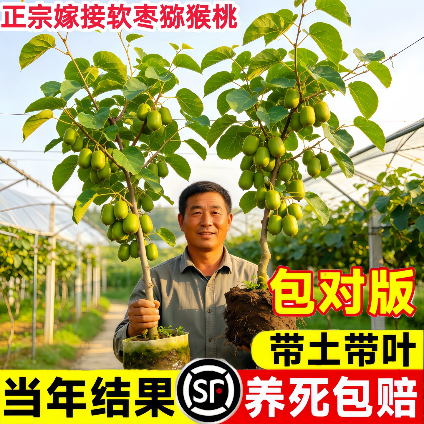 徐香猕猴桃树苗当年结果好养图片