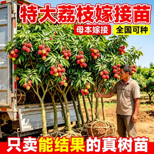 无核桂味荔枝树嫁接大苗盆栽