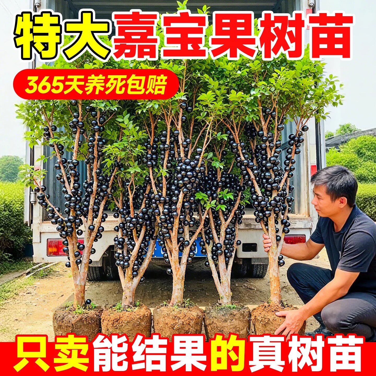 四季嘉宝果苗当年结果阳台盆栽图片