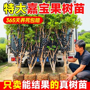 正宗四季嘉宝果苗树树葡萄沙巴果树当年结果南方阳台庭院种植盆栽