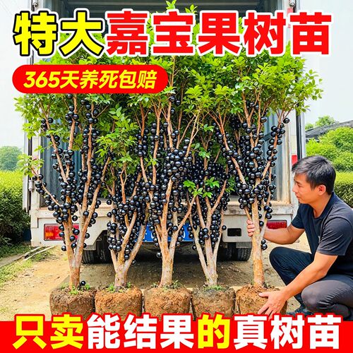 四季嘉宝果苗当年结果阳台盆栽