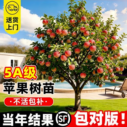 特级矮化红富士苹果苗当年结果