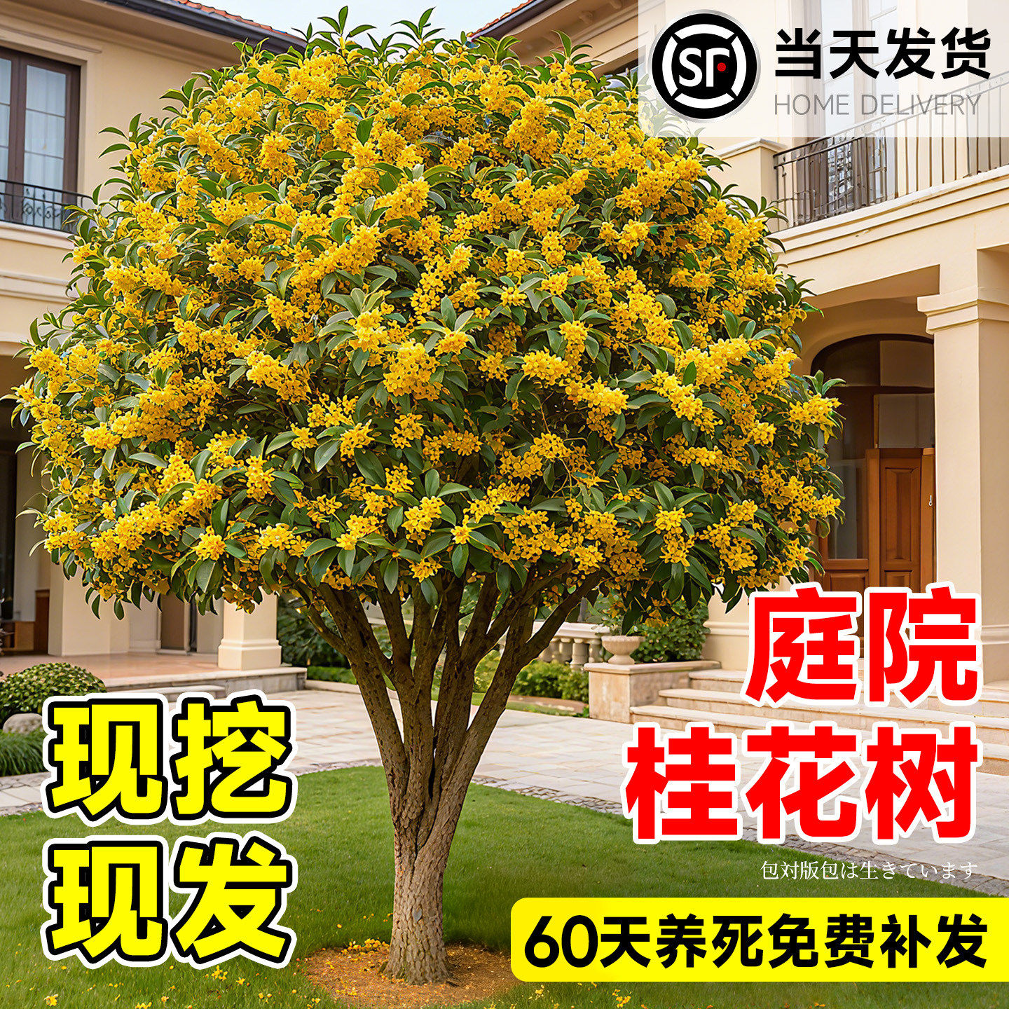 四季桂花树苗金桂庭院浓香原生地栽室内外盆栽八月丹桂花卉绿植物