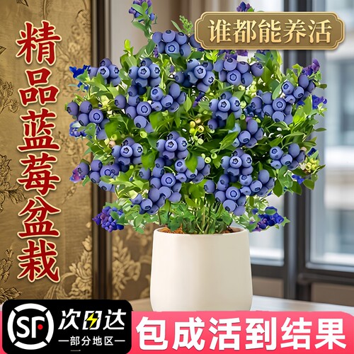 蓝莓盆栽果苗带果四季好养