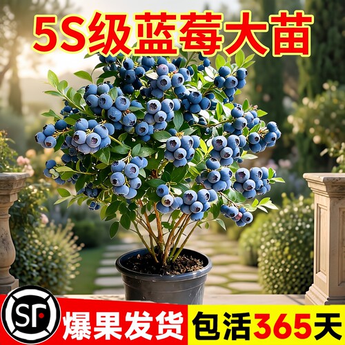 F6蓝莓盆栽苗当年结果