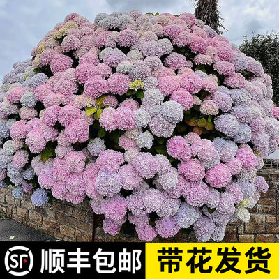 重瓣绣球花苗盆栽无尽夏老桩室内阳台庭院四季开花卉绿植植物