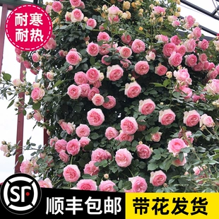 玫瑰盆栽四季 开花室内庭院阳台花卉鲜花 蔷薇花苗爬藤植物藤本月季