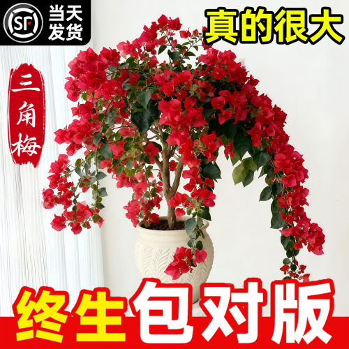 三角梅盆栽重瓣爬藤带花四季绿