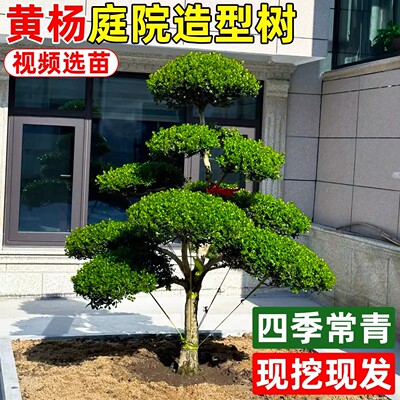 别墅庭院四季常青造型盆景