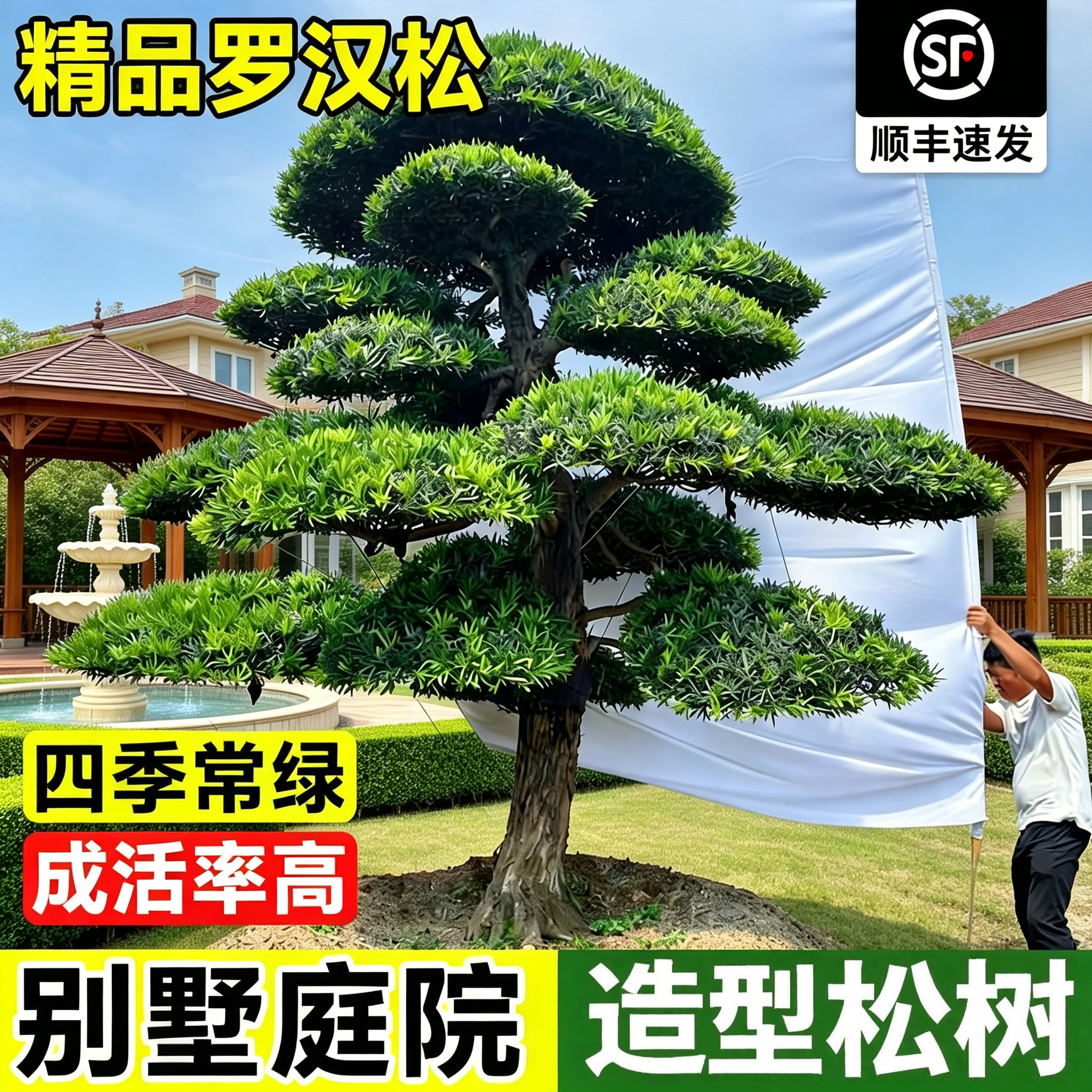 罗汉松庭院造型树别墅庭院地栽盆栽绿化苗四季常青盆景树苗景观树