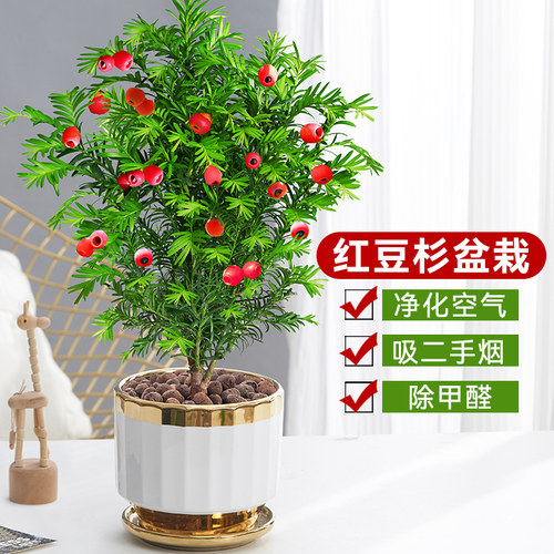 正宗红豆杉盆栽室内阳台耐寒