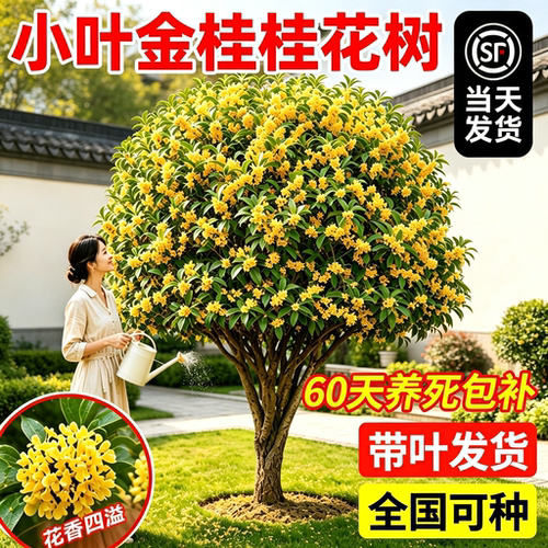 小叶金桂桂花树苗庭院地栽