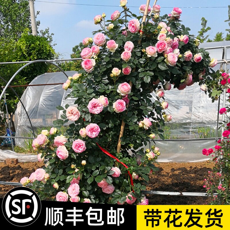 1米5高大苗 套餐 蔷薇花苗藤本月季特大花爬藤植物四季开花卉 搜又搜