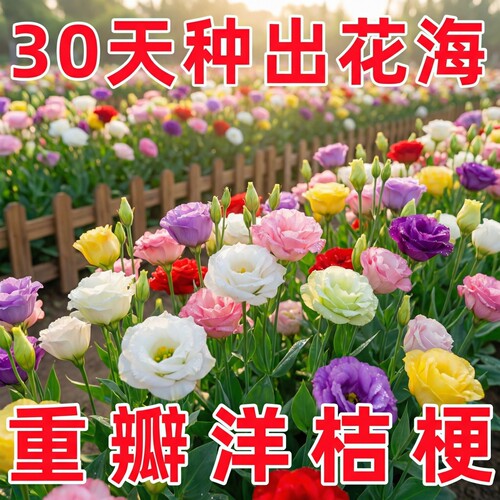 进口重瓣洋桔梗花种子混色易活