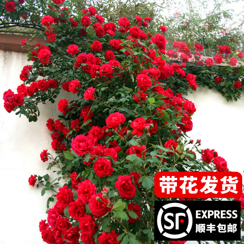 蔷薇花苗爬藤植浓香四季特大花卉