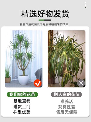 室内大型植物老桩千年绿植木须龙树大大龙树血绿植琴叶榕盆栽客厅