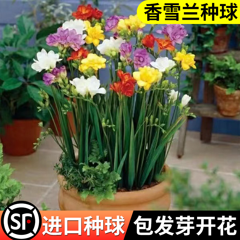 香雪兰种球重瓣四季开花浓香