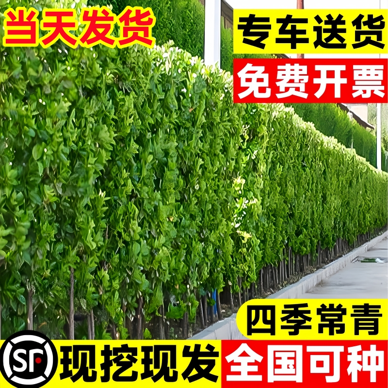 绿色植物墙即可成景带土现挖发货