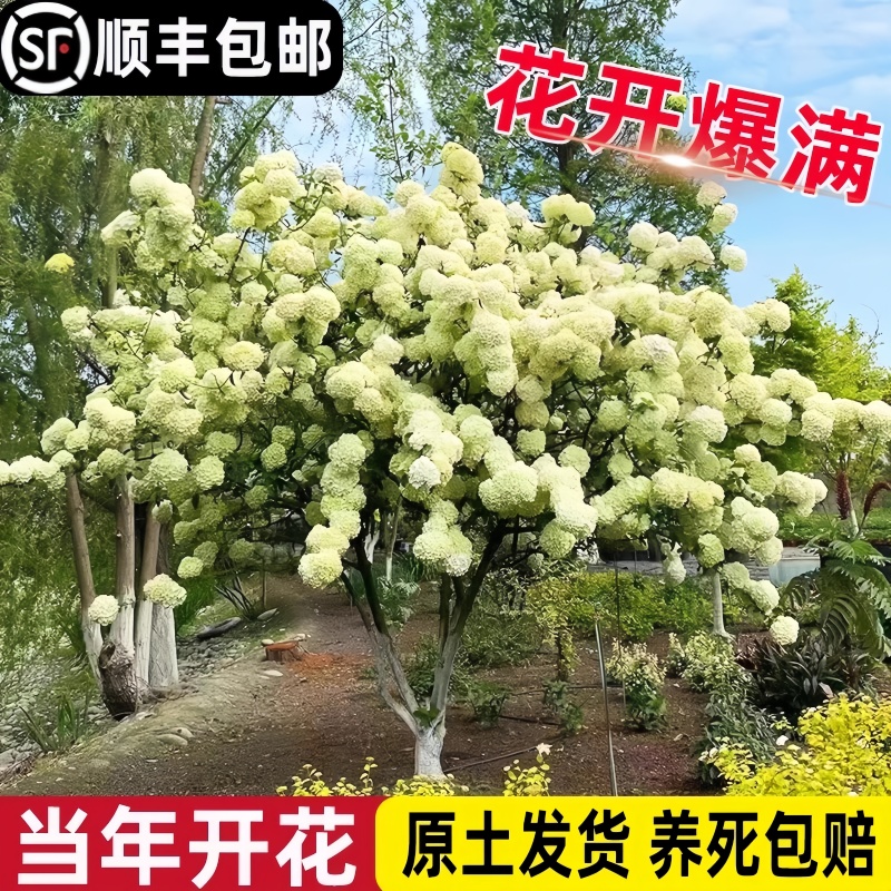 中华木绣球树苗庭院室外地栽斗球麻球耐寒绣球花木本老桩植物盆栽