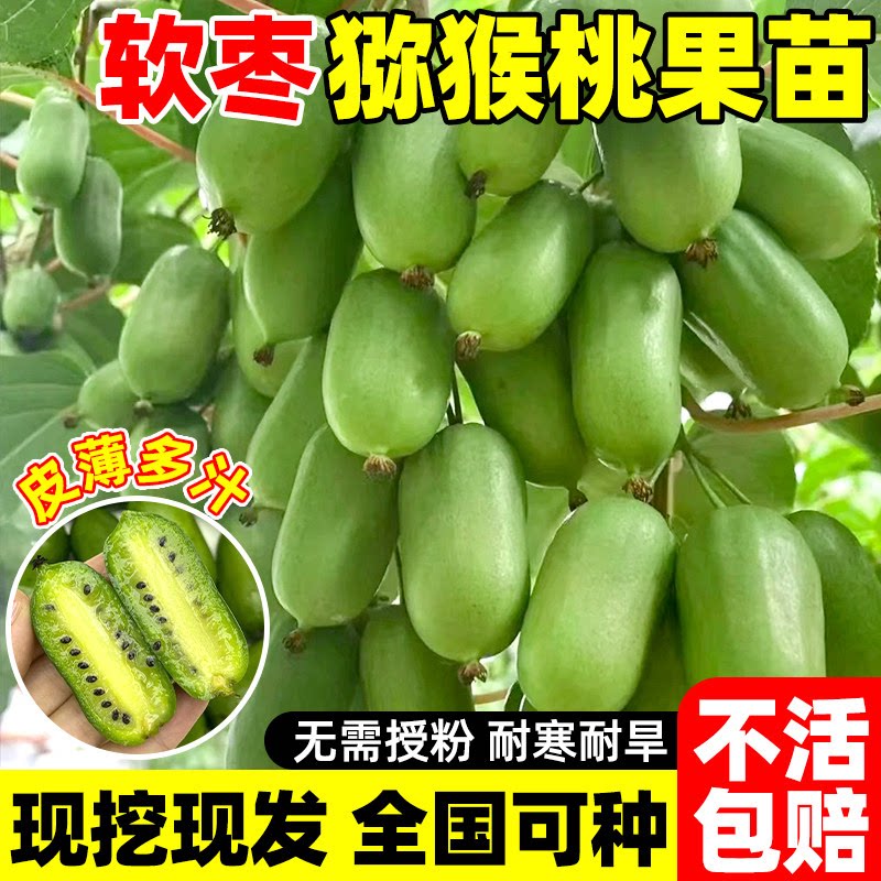 猕猴桃果树南北种植当年结果图片