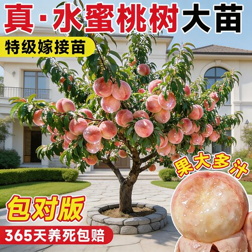 阳山早熟水蜜桃苗当年结果