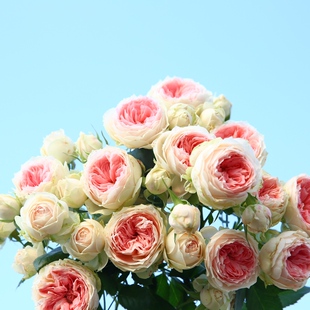 【绒球门廊】阳台庭院浓香玫瑰苗观花绿植花卉月季苗四季植物易活