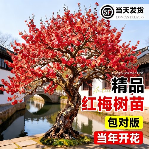 红梅花树苗庭院浓香耐寒南北可种