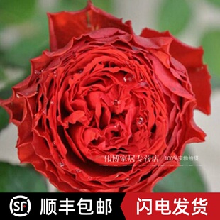 欧月荷兰月季 初夜 正红色大花月季波浪边红舞裙 带有革质的光泽