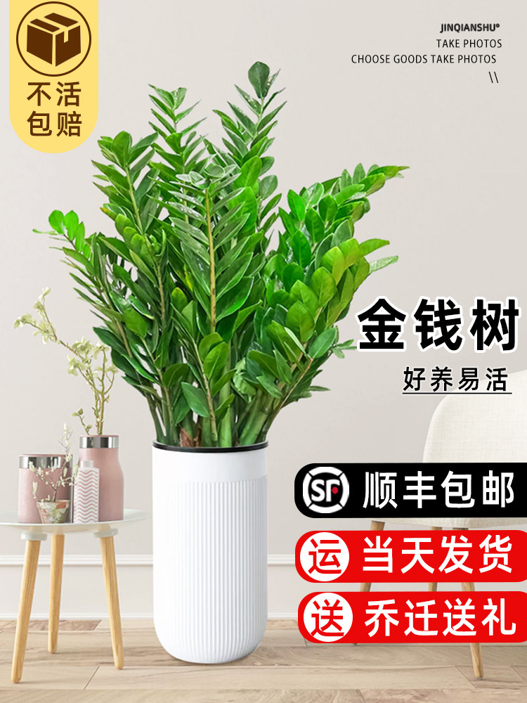 金钱树盆栽客厅大型绿植物客厅旺宅开业送礼圆叶摇钱串子落地摆件