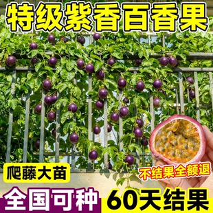 紫香百香果树果苗钦蜜9号黄金果大苗广西纯甜四季结果好养果树苗