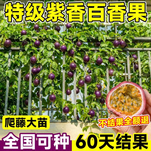 紫香百香果树果苗钦蜜9号黄金果大苗广西纯甜四季结果好养果树苗