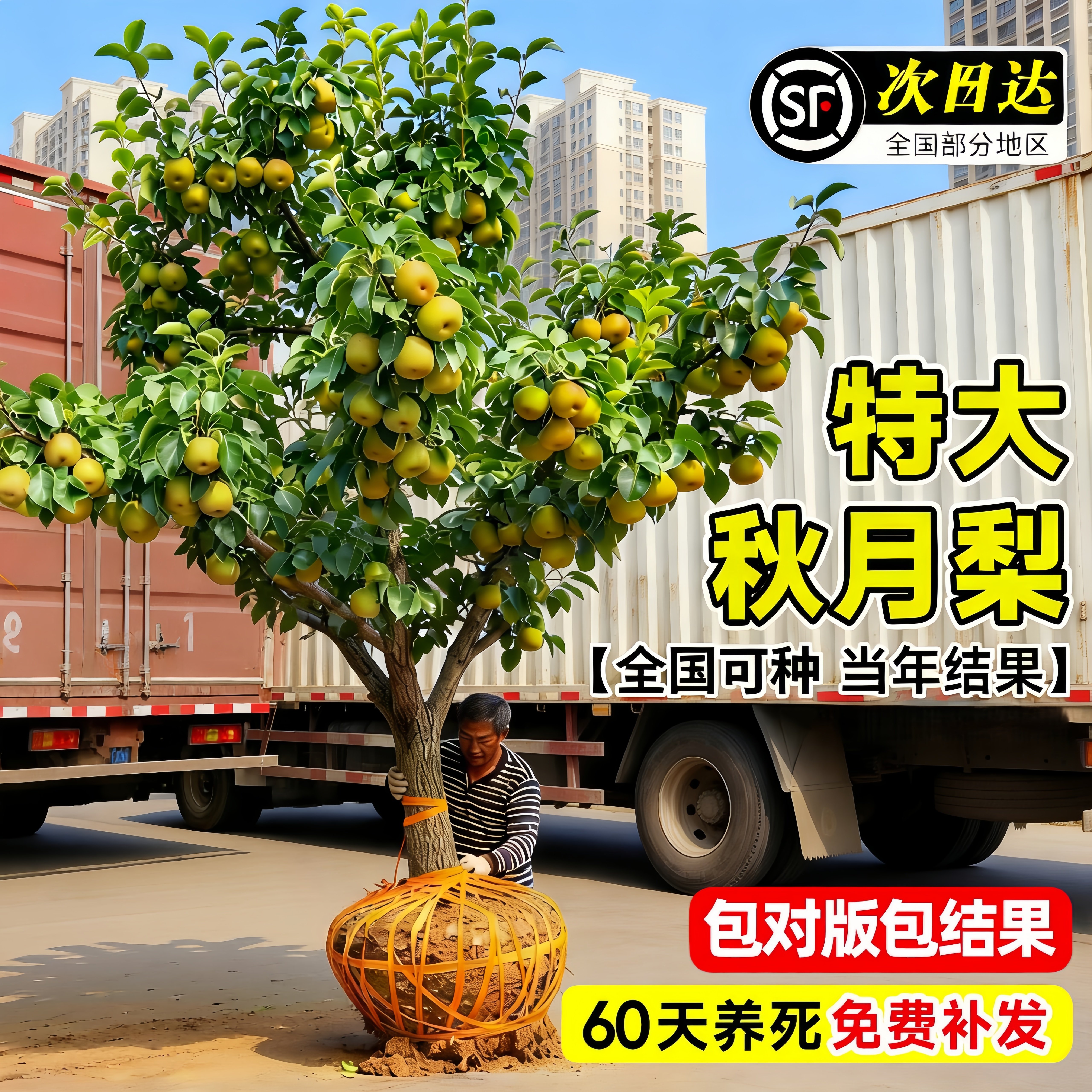 特大秋月梨树果苗正宗嫁接苗翠冠梨黄金梨子果树苗南北方地栽种植 - 实物图