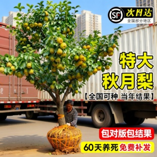 特大秋月梨树果苗正宗嫁接苗翠冠梨黄金梨子果树苗南北方地栽种植