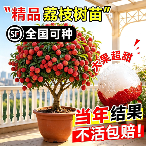 无核妃子笑桂味荔枝树苗当年果