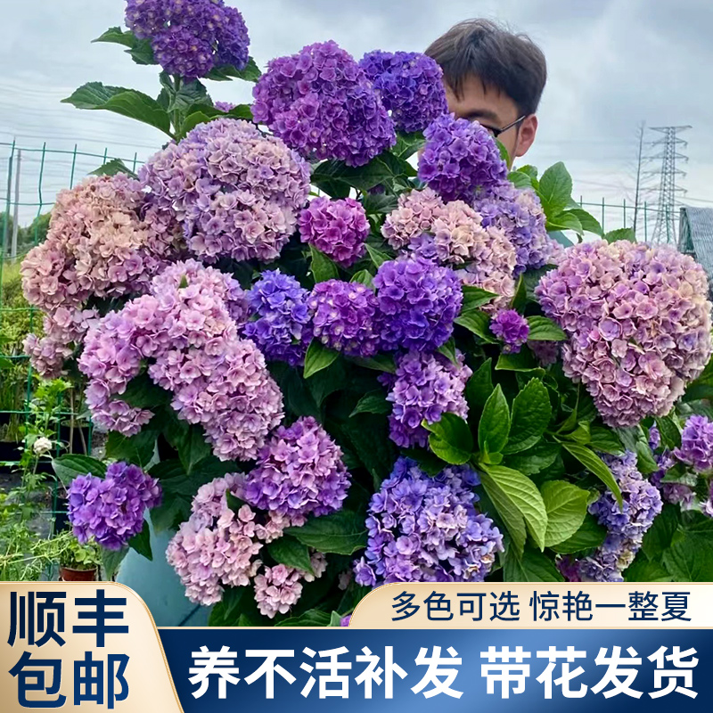绣球无尽夏阳台四季易活庭院爬藤
