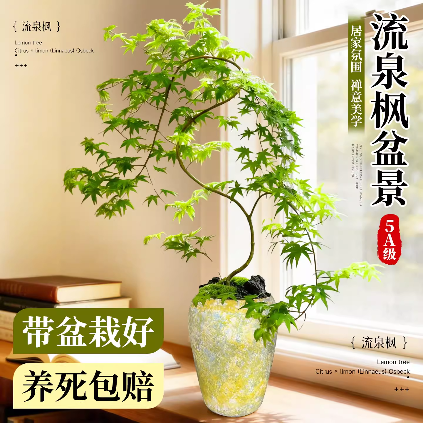 黄金流泉枫盆栽客厅绿植物枫树盆景老桩办公室内桌面阳台四季好养