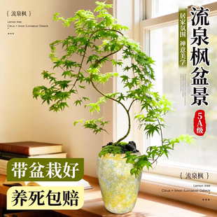 黄金流泉枫盆栽客厅绿植物枫树盆景老桩办公室内桌面阳台四季好养