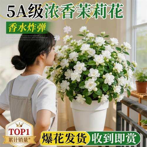 室内外水培茉莉花苗带苞驱蚊好养