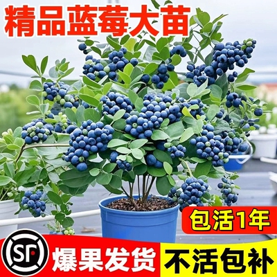耐寒盆栽果树苗大果四季结果