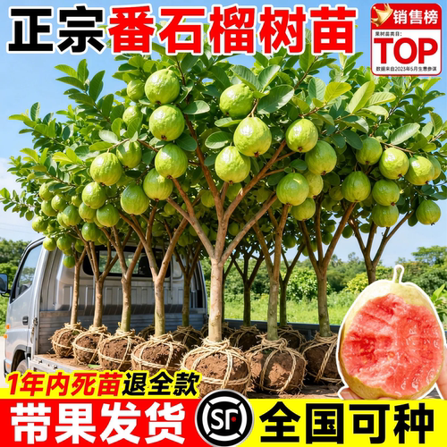 红心芭乐树苗南方种植当年结果