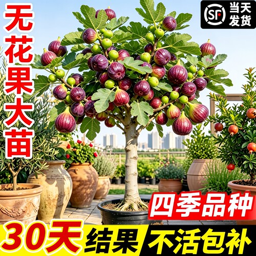无花果盆栽苗当年结果南北可种