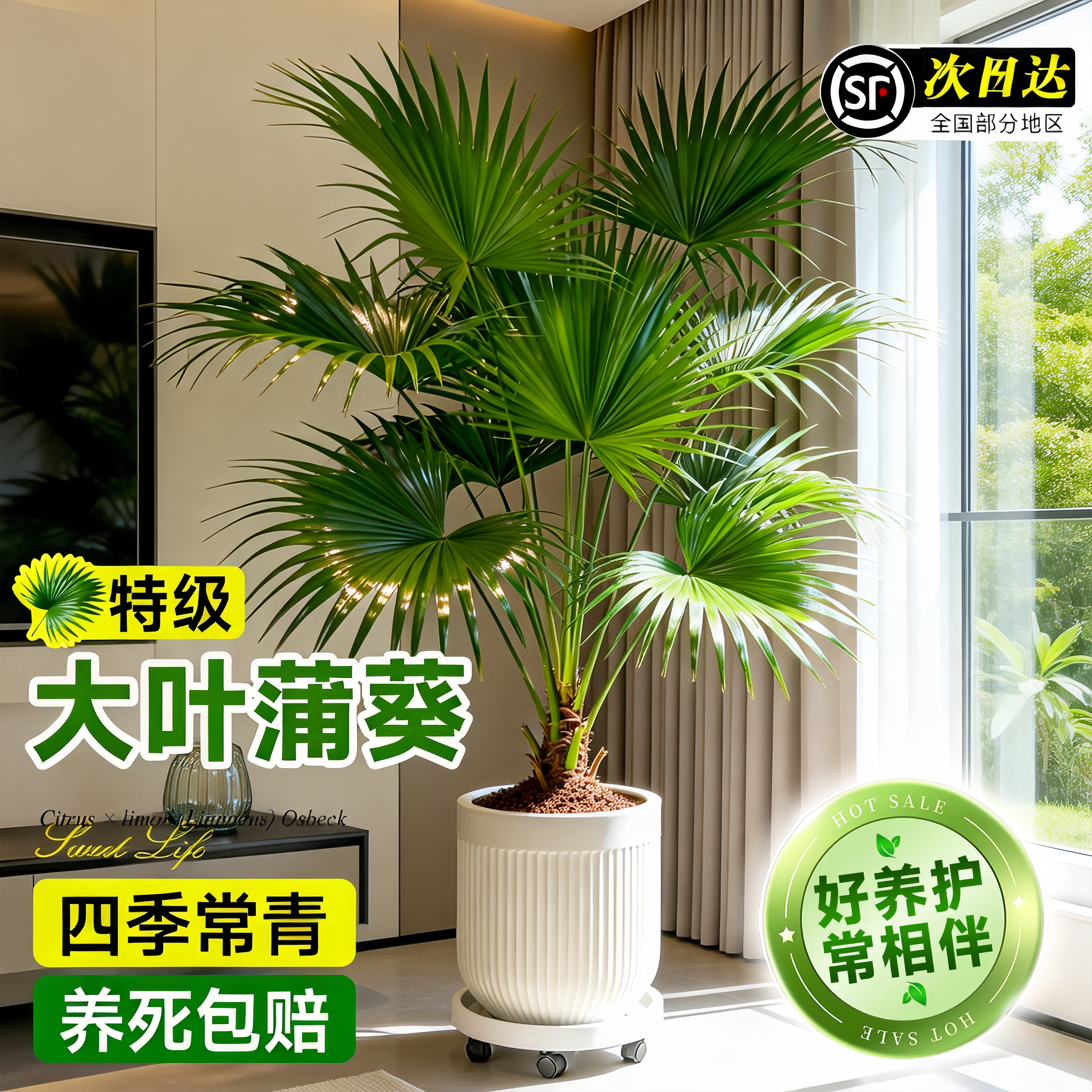 大叶蒲葵树苗盆栽大型绿植观叶棕榈树扇叶四季常青室内外植物好养