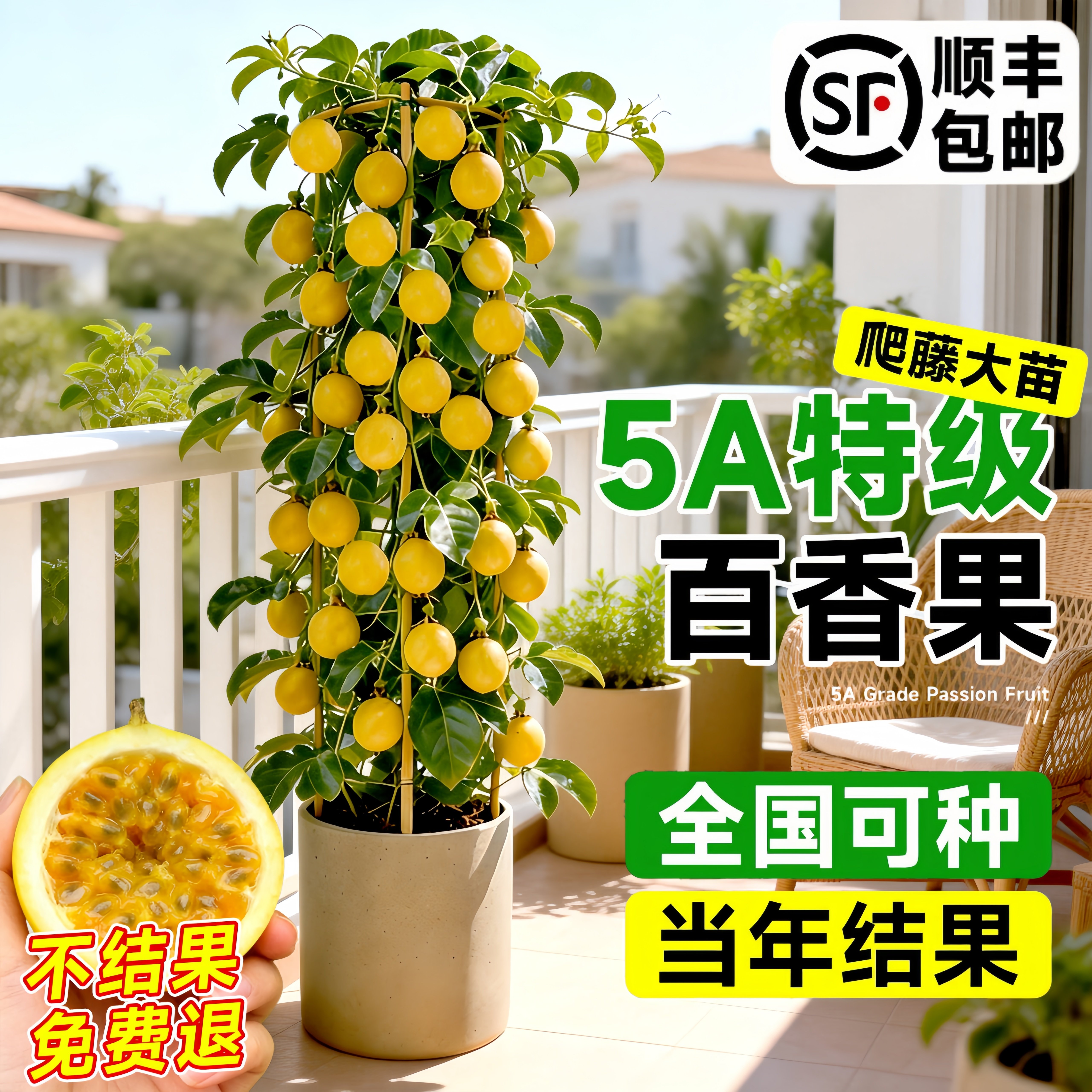 台农黄金紫香百香果大苗当年果图片
