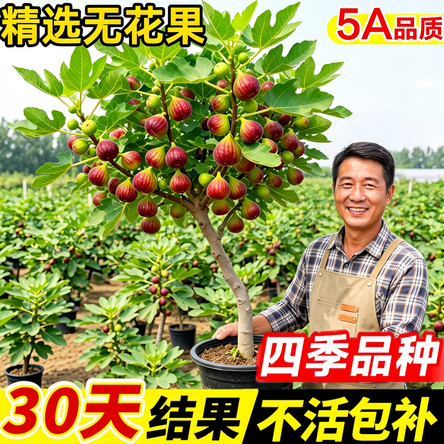 波姬红无花果盆栽当年结果特大果图片