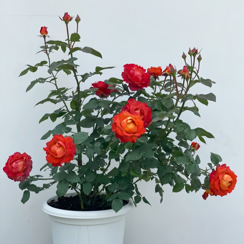 咖啡时间月季花苗开花特大花橘黄玫瑰花室内阳台四季盆栽花卉绿植