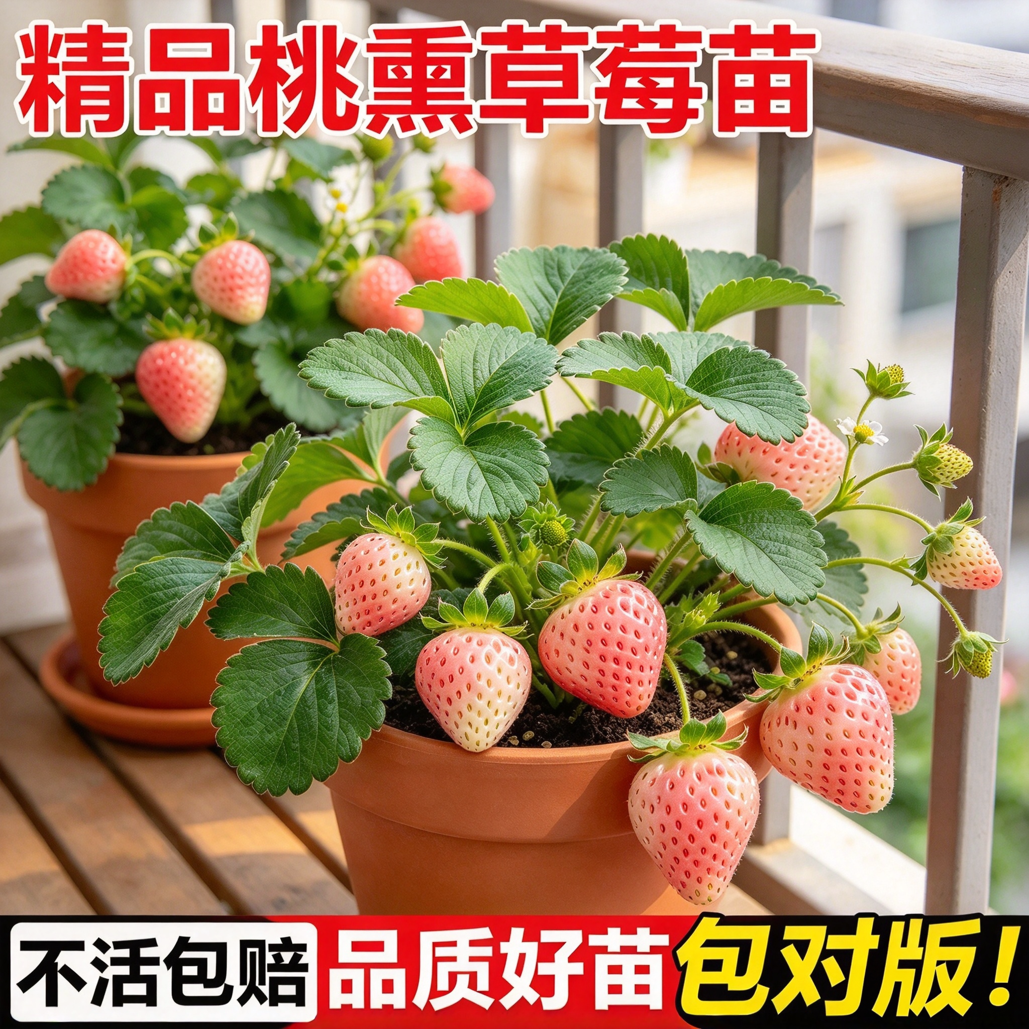 桃熏草莓苗盆栽四季结果当年新秧苗南北方阳台庭院种植好养易活