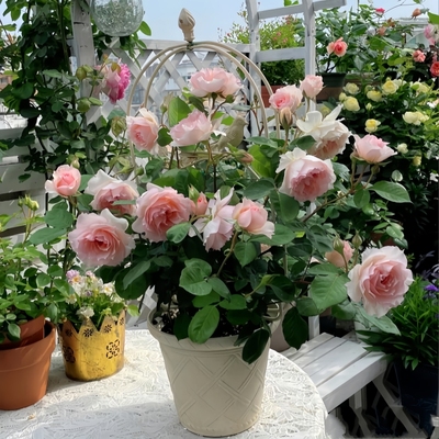 莫妮卡戴维月季花苗大浓香