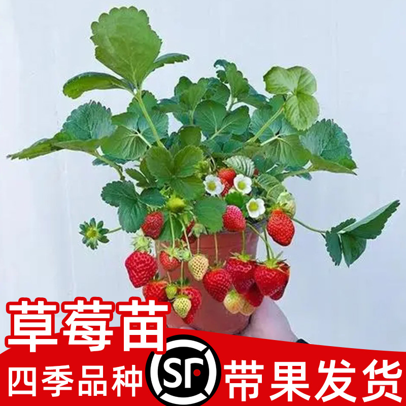奶油草莓苗四季盆栽食用带花带果